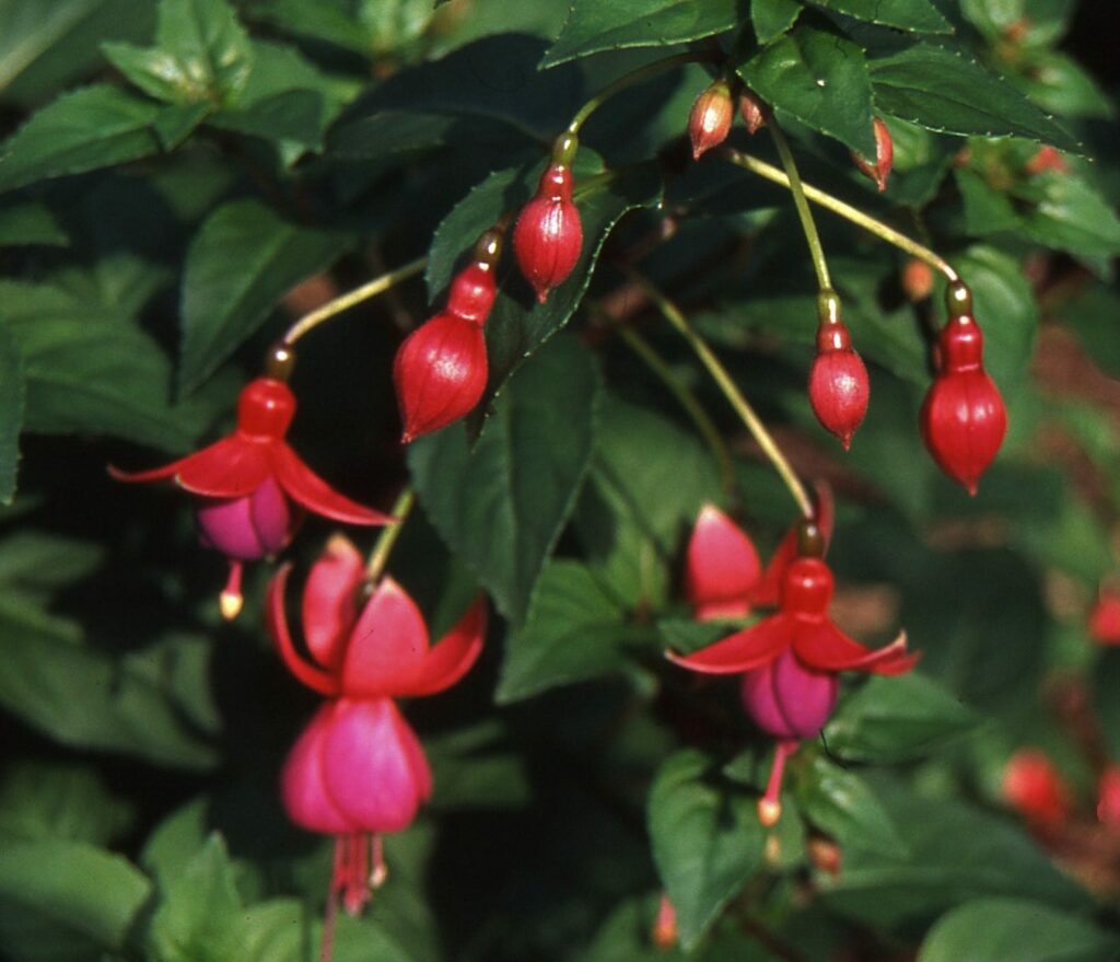 Fuchsia ‘Mrs Popple’ 2L 5023242333939