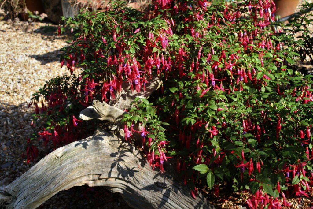 Fuchsia ‘Mrs Popple’ 2L 5023242333939