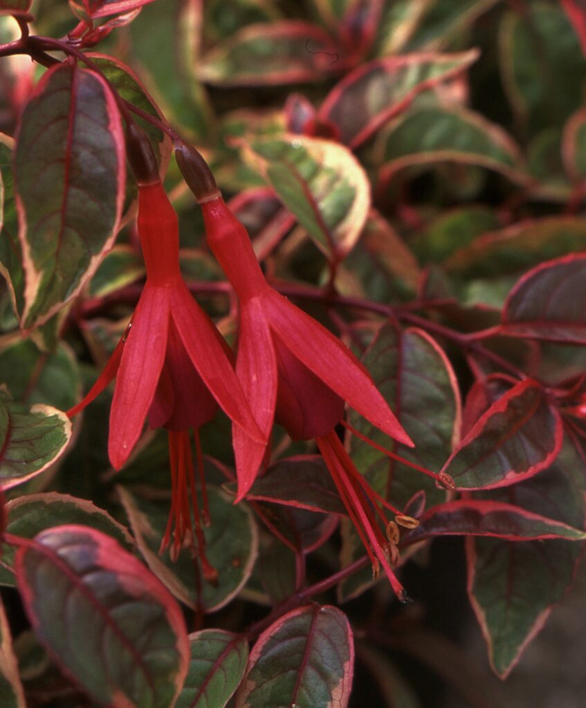 Fuchsia ‘Sunray’ 2L 5023242207018