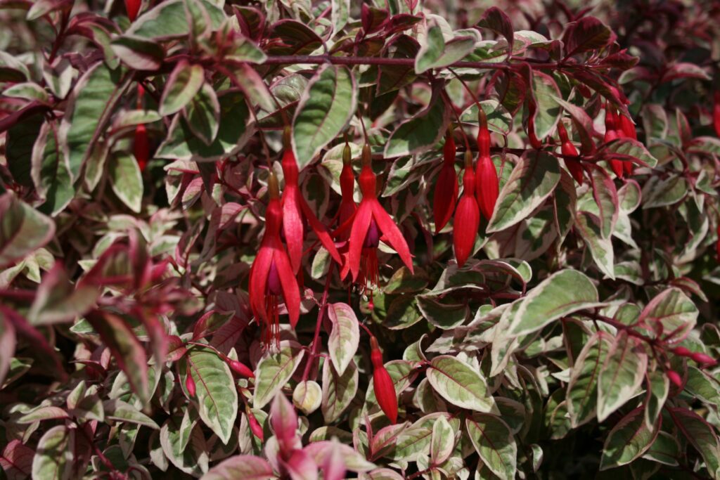 Fuchsia ‘Sunray’ 2L 5023242207018