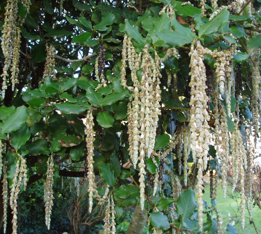 Garrya elliptica ‘James Roof’ 4L 5023242345840 2
