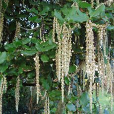 close up of the Garry elliptica 'James Roof' Cream Catkins