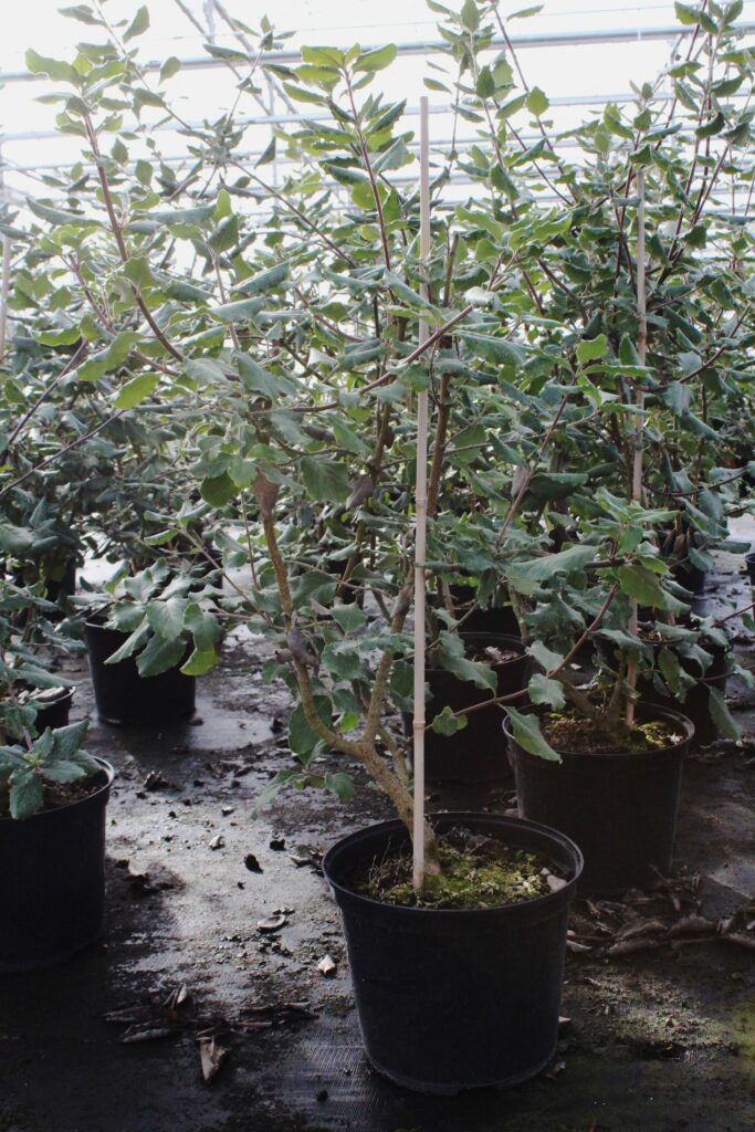 Garrya elliptica ‘James Roof’ 4L 5023242345840 2