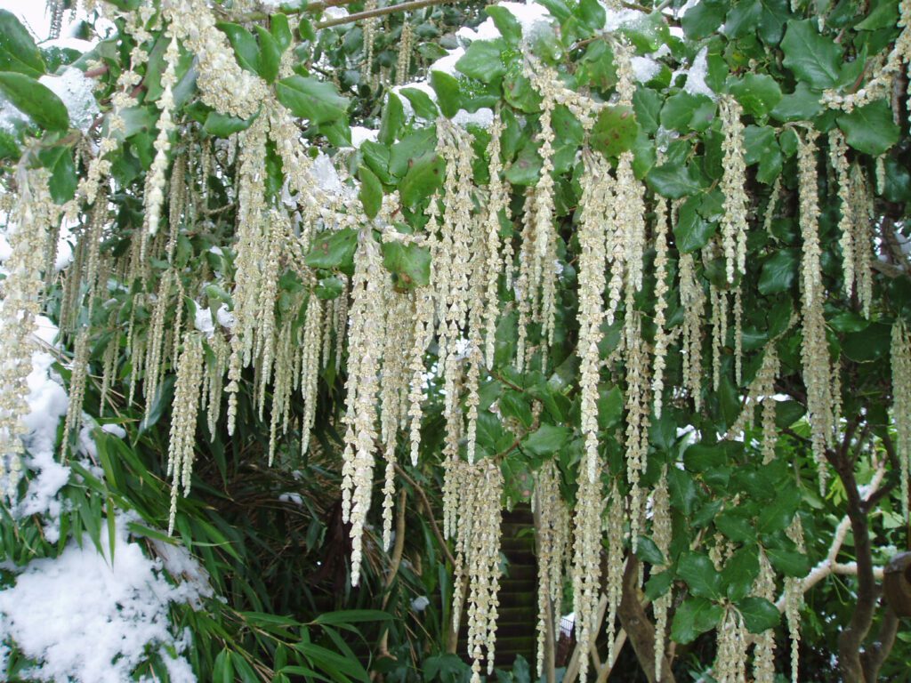 Garrya elliptica ‘James Roof’ 4L 5023242345840 2