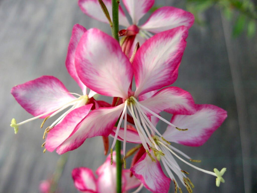 Gaura lindheimeri ‘Rosyjane’ 2L 5023242310831