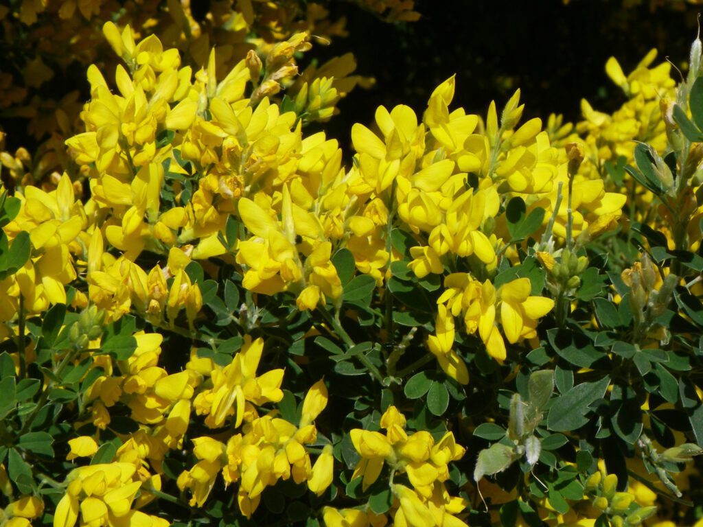 Genista ‘Porlock’ 3L 5023242295404 2