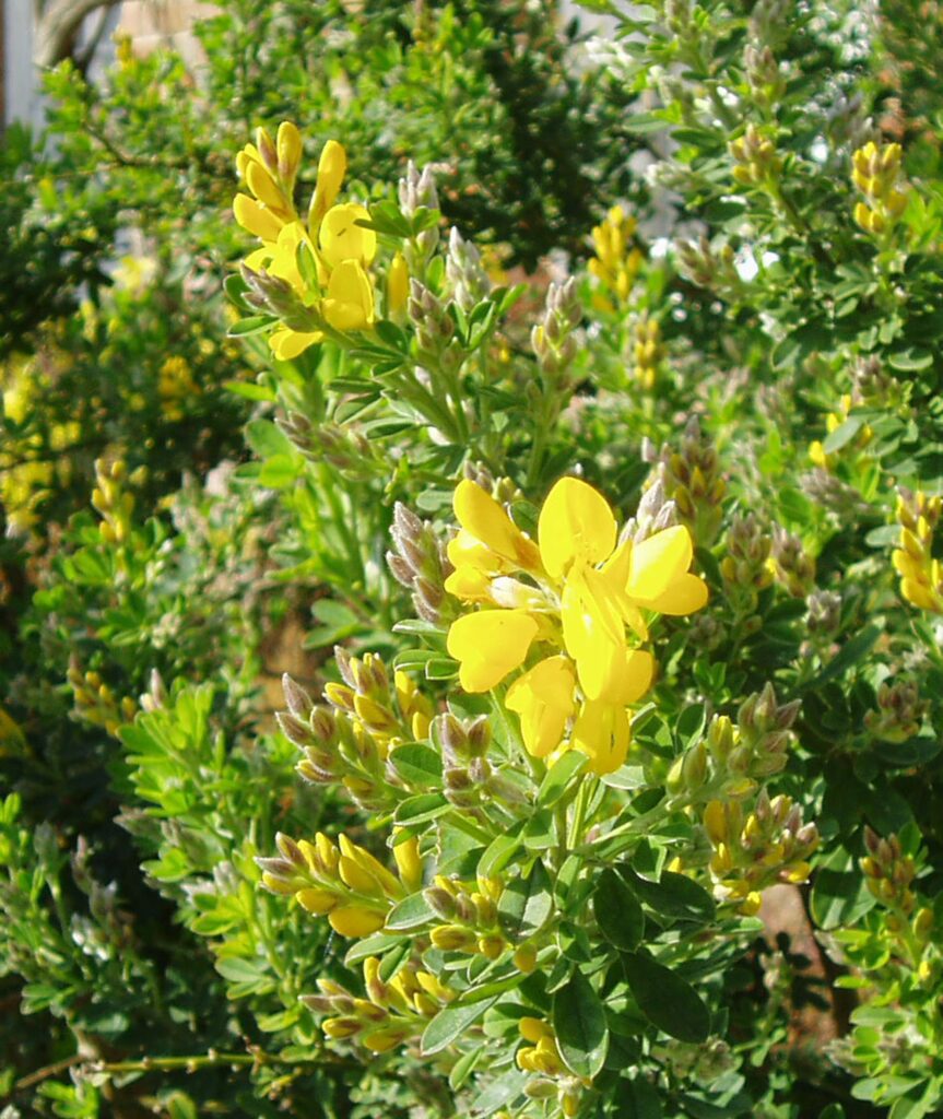 Genista ‘Porlock’ 3L 5023242295404 2