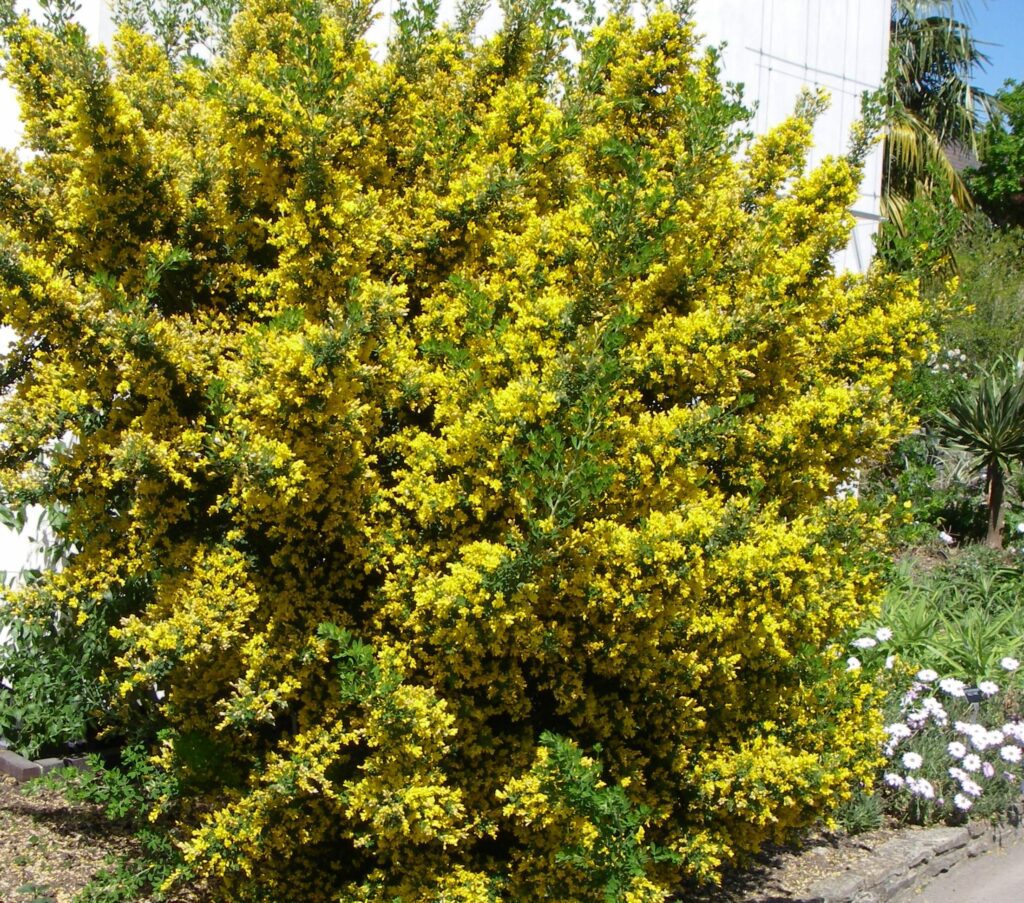 Genista ‘Porlock’ 3L 5023242295404 2