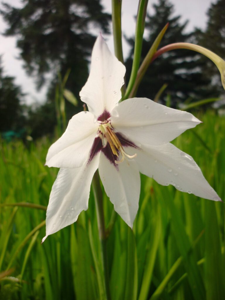 Gladiolus murielae 3L 5023242259376