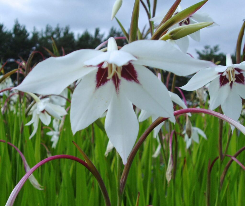 Gladiolus murielae 3L 5023242259376