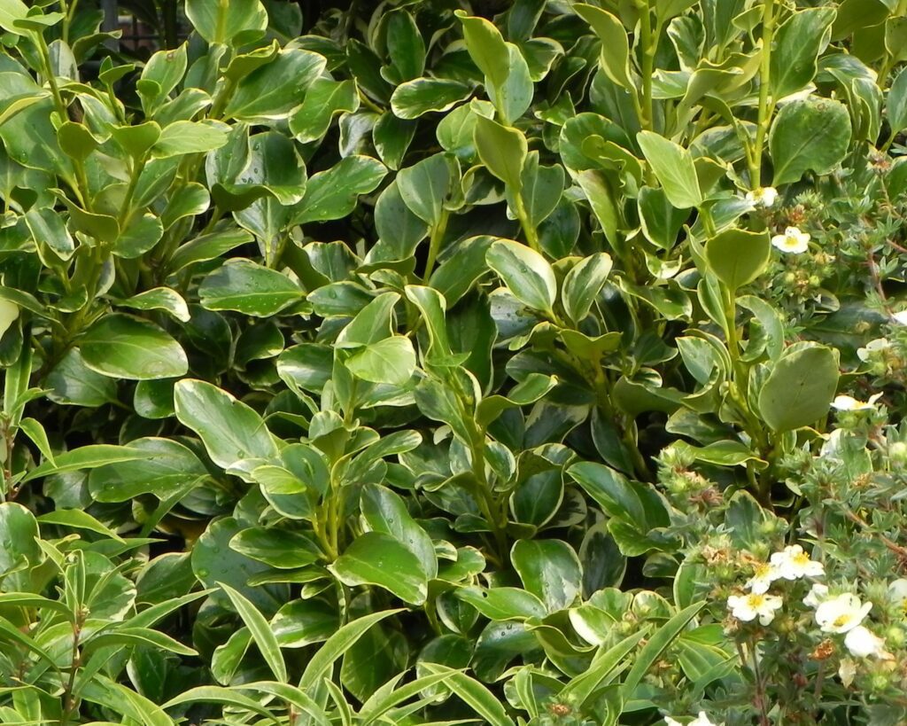 Griselinia littoralis ‘Variegata’ 3L 5023242168999 2