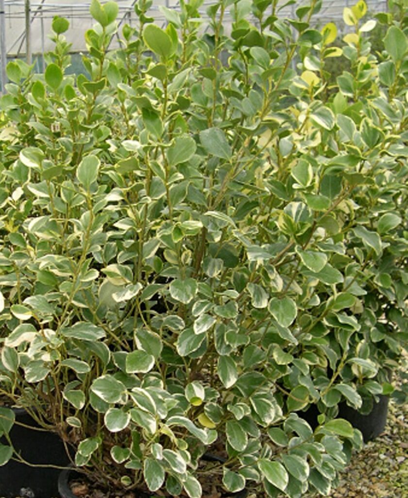 Griselinia littoralis ‘Variegata’ 3L 5023242168999 2