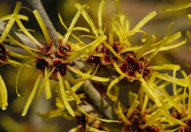 Hamamelis | Plant Profile