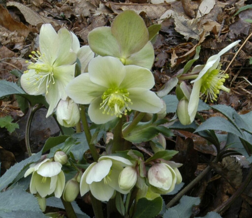 Helleborus x ericsmithii ‘Monte Christo’ 3L 5023242336527 2