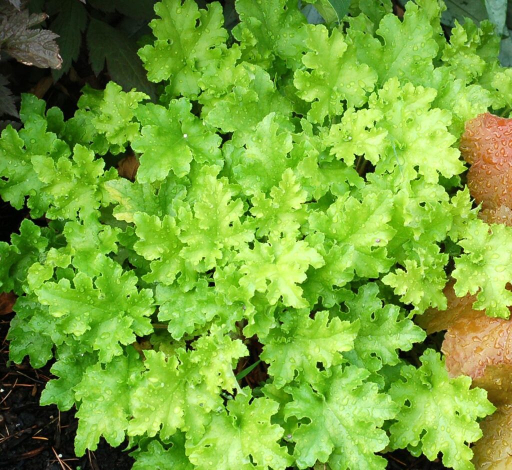 Heuchera ‘Lime Marmalade’ 2L 5023242326702