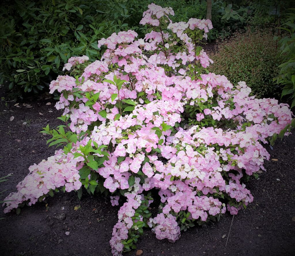 Hydrangea ‘French Bolero Pink’ 5L 5023242374635