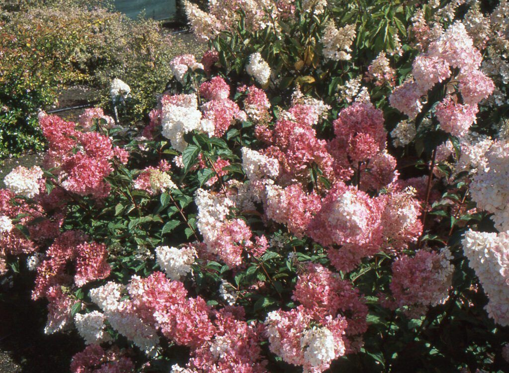 Hydrangea paniculata ‘Vanille Fraise’ 3L 5023242325217
