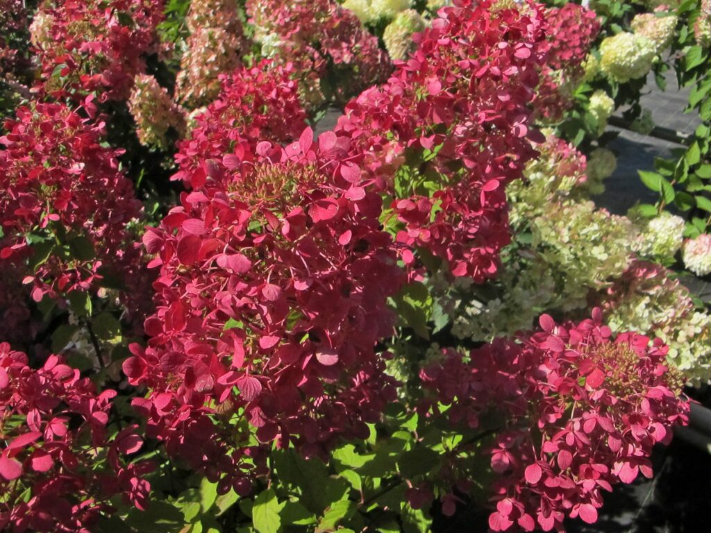 Hydrangea paniculata ‘Vanille Fraise’ 3L 5023242325217