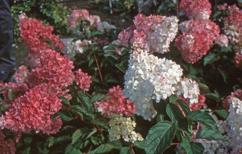 Hydrangea paniculata ‘Vanille Fraise’ 3L 5023242325217