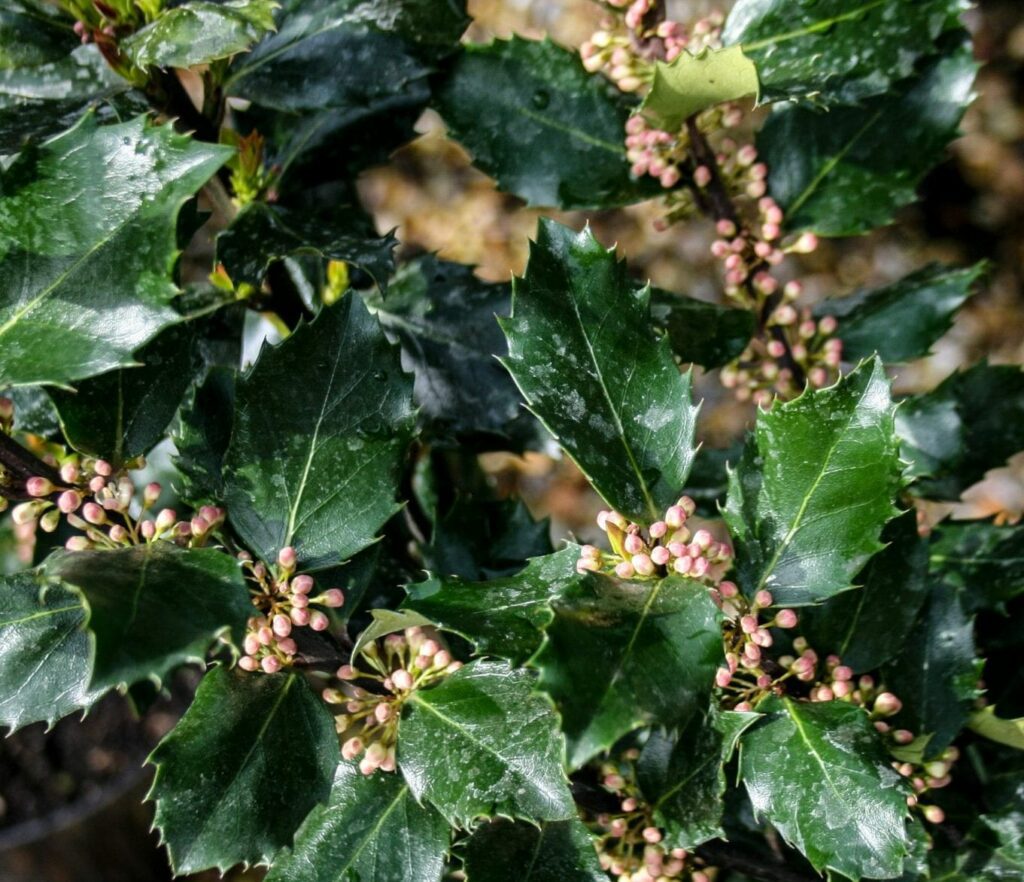 Ilex meserveae ‘Blue Prince’ 3L 5023242370880