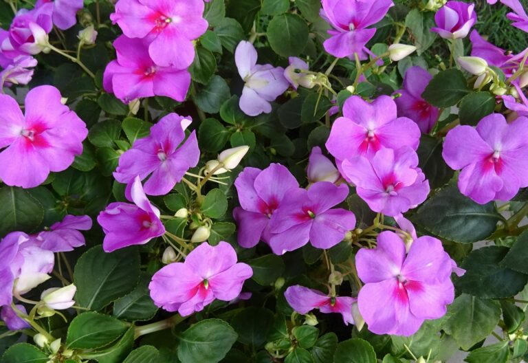 Impatiens | Plant Profile
