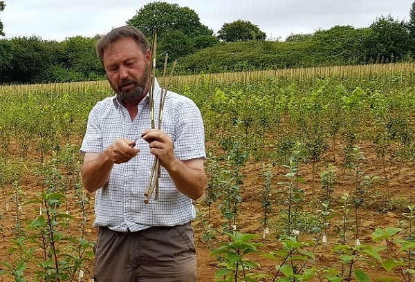 Hillier Trees Preserves the Time-Honoured Technique of Budding