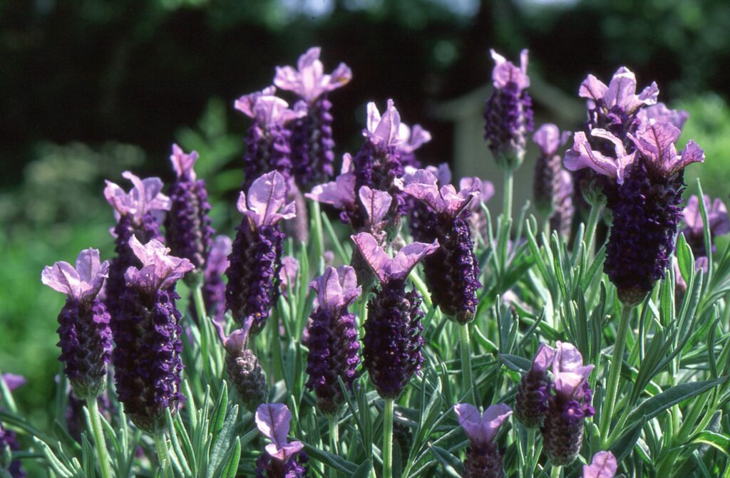 Lavandula stoechas ‘Lilac Wings’ 2L 5023242289090