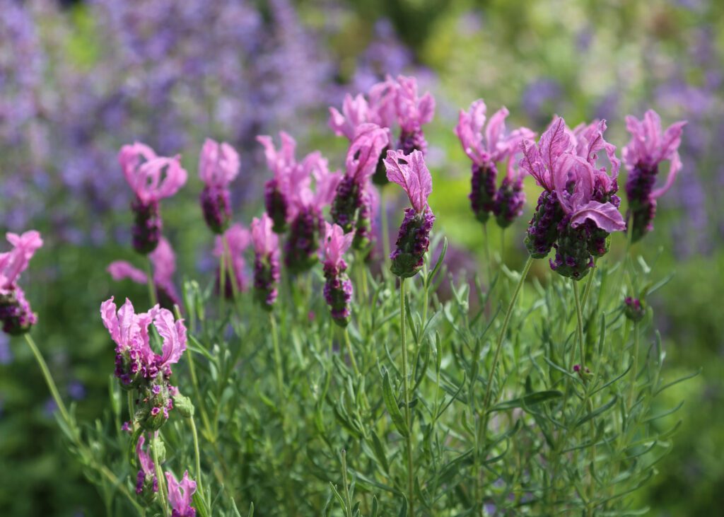 Lavandula stoechas ‘Springbreak Princess’ 2L 5023242346960