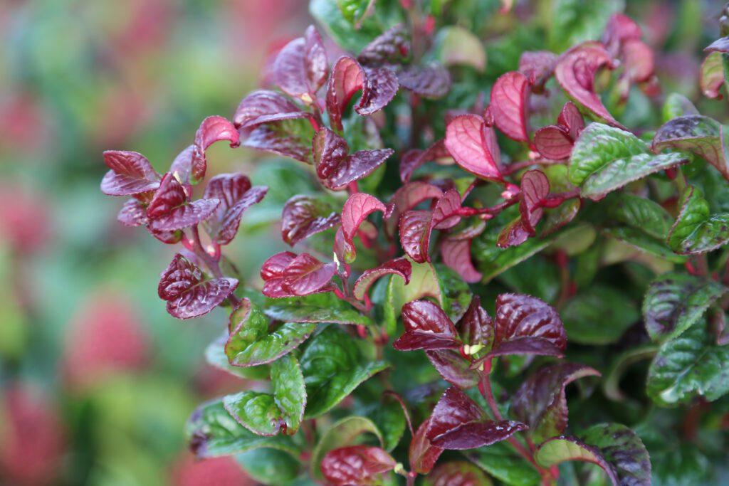 Leucothoe axillaris ‘Curly Red’ 2L 5023242329888 2