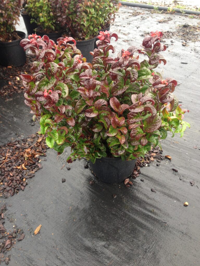 Leucothoe axillaris ‘Curly Red’ 2L 5023242329888 2