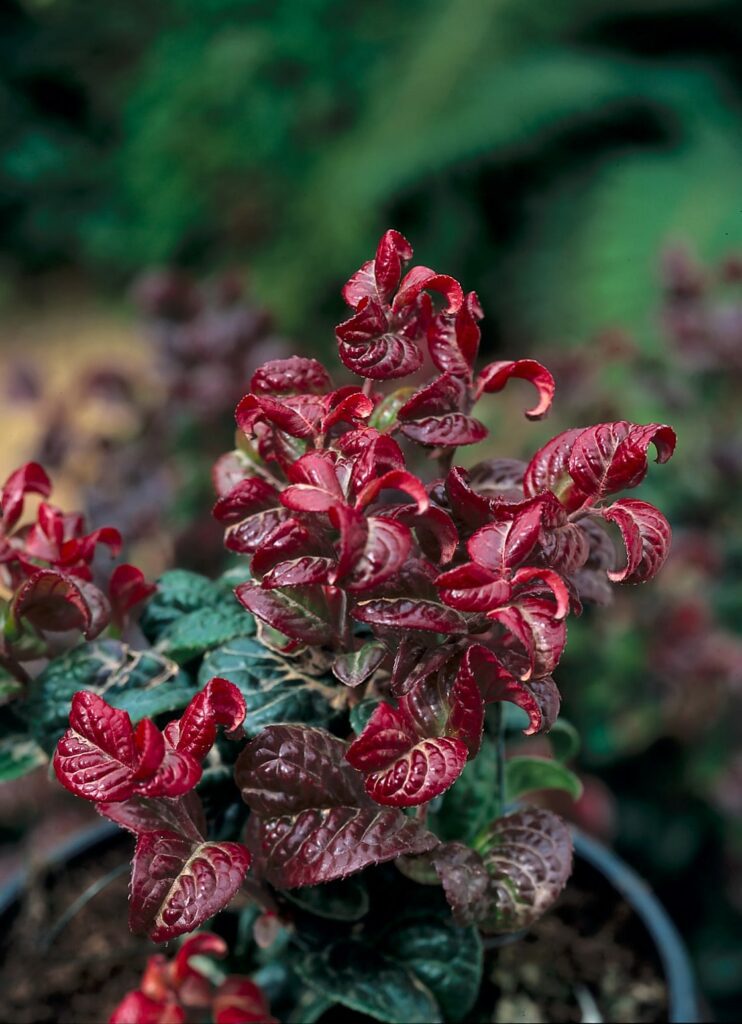 Leucothoe axillaris ‘Curly Red’ 2L 5023242329888 2