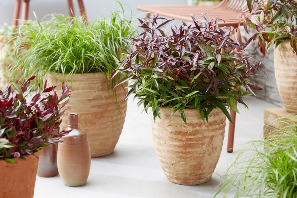 Leucothoe keiskei ‘Burning Love’ 2L 5023242381794 2