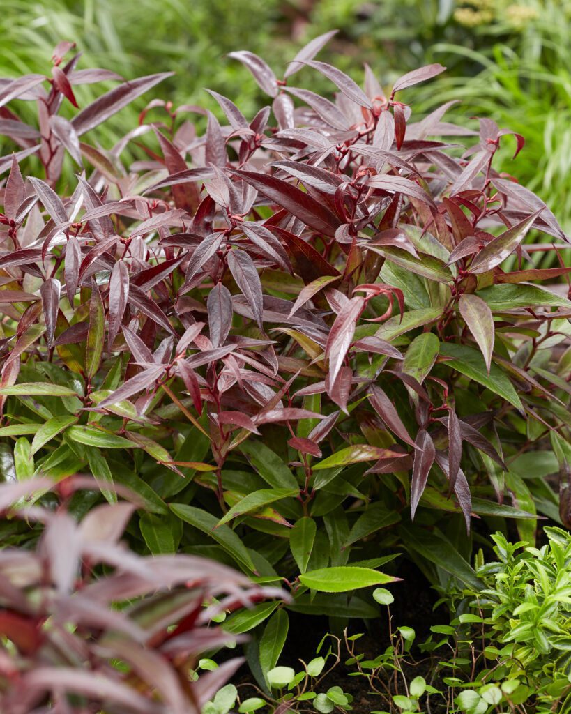 Leucothoe keiskei ‘Burning Love’ 2L 5023242381794 2