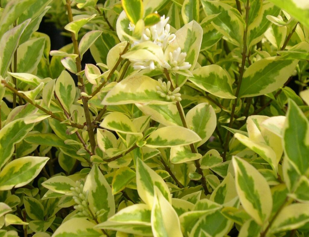 Ligustrum ovalifolium ‘Aureum’ 2L 5023242172286 2