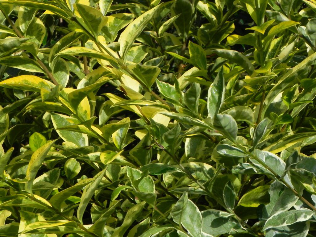 Ligustrum ovalifolium ‘Aureum’ 2L 5023242172286 2