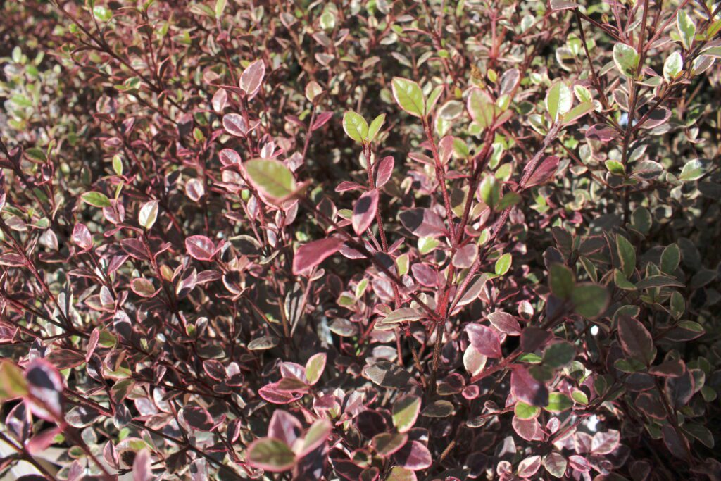 Lophomyrtus x ralphii ‘Magic Dragon’ 3L 5023242325231 2