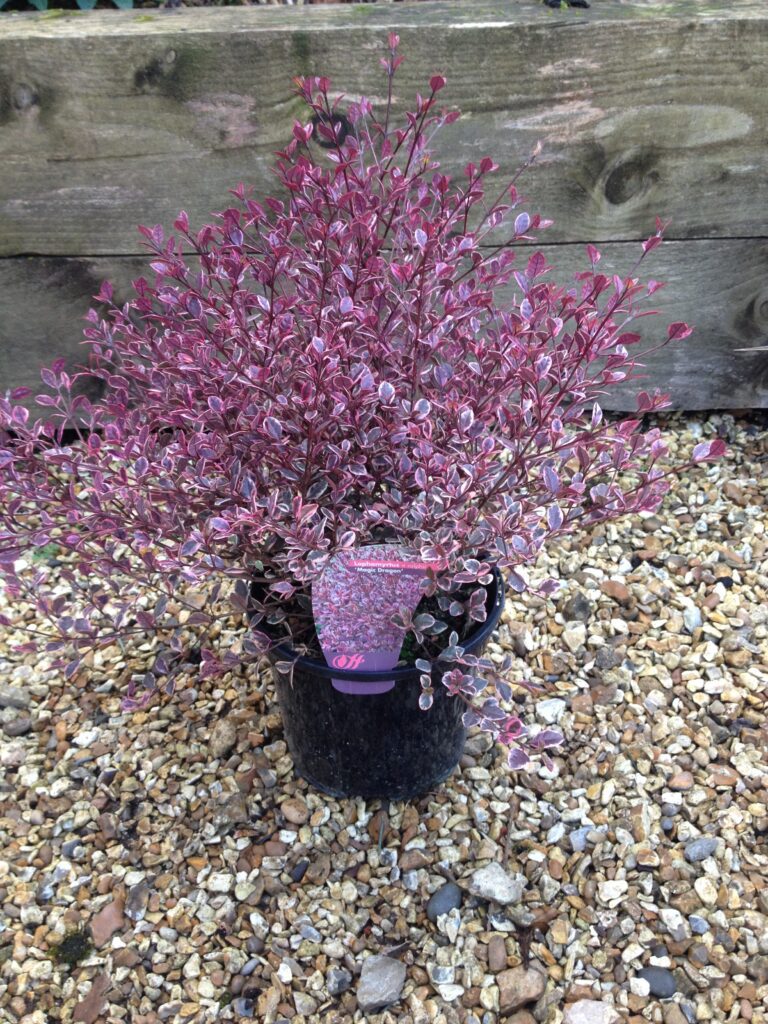 Lophomyrtus x ralphii ‘Magic Dragon’ 3L 5023242325231 2