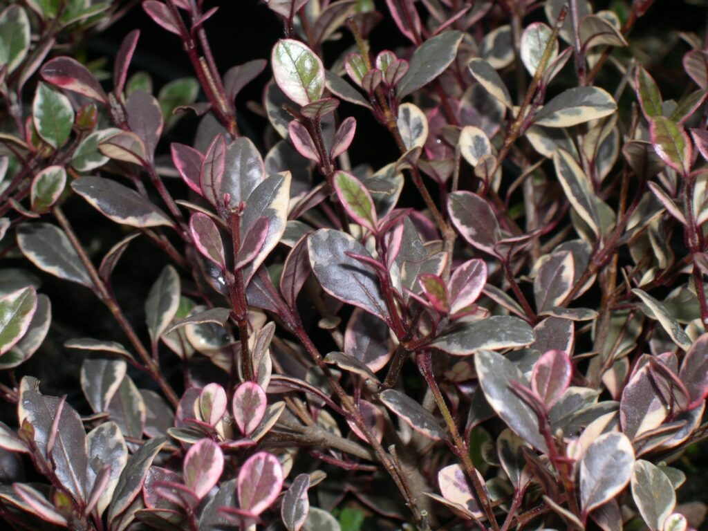 Lophomyrtus x ralphii ‘Magic Dragon’ 3L 5023242325231 2