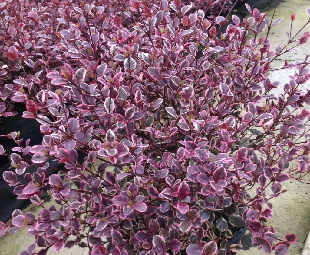 Lophomyrtus x ralphii ‘Magic Dragon’ 3L 5023242325231 2