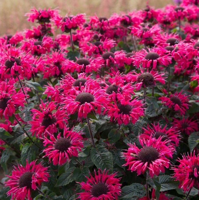 Monarda ‘Bee-Happy’ 3L 5023242367231
