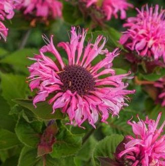 Monarda ‘Bee-Lieve’ 3L 5023242367248