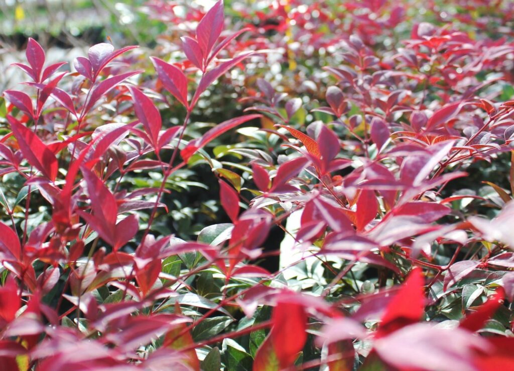 Nandina domestica ‘Obsessed’ 3L 5023242370934 2