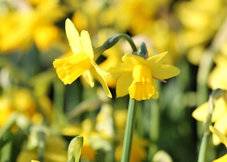 Narcissus Tête-à-tête | Plant Profile
