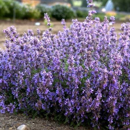 Nepeta faassenii ‘Purrsian Blue’ 2L 5023242355702