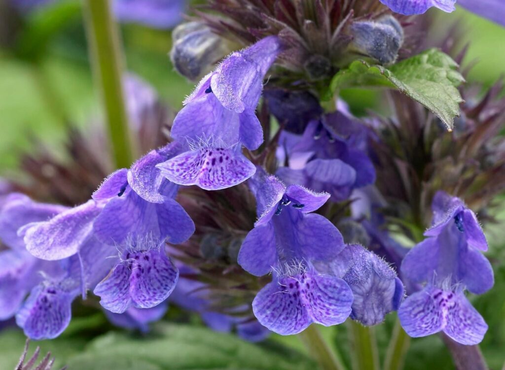 Nepeta ‘Neptune’ 2L 5023242370989