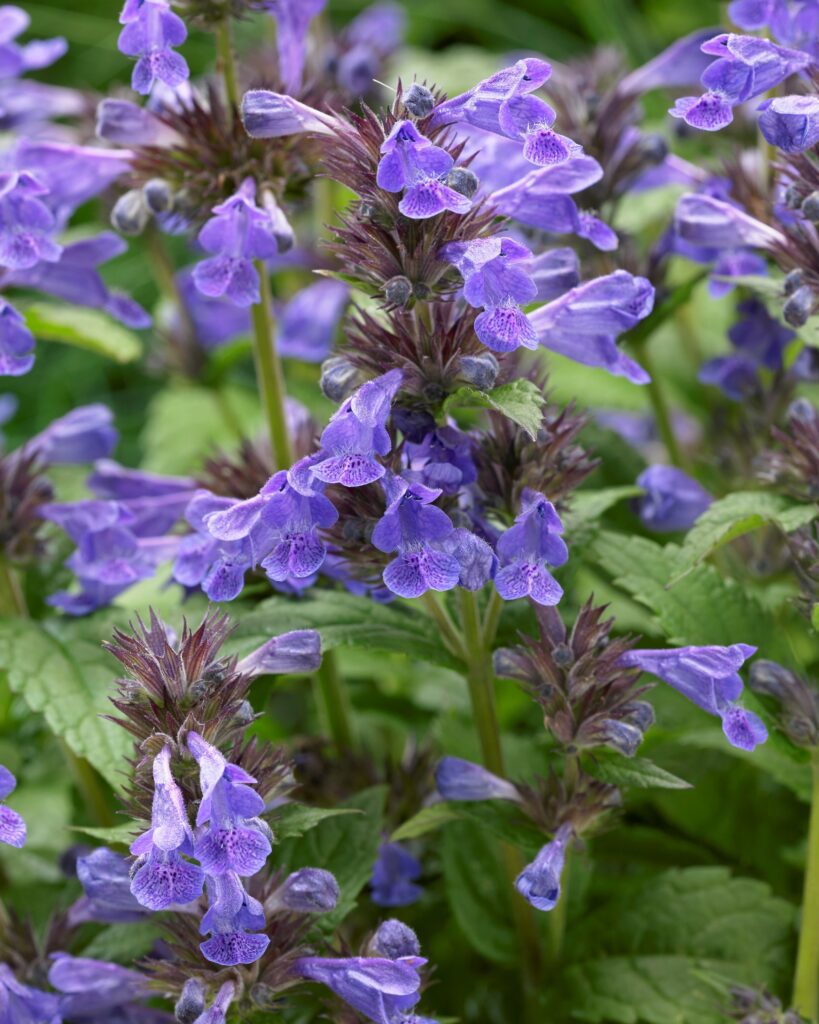 Nepeta ‘Neptune’ 2L 5023242370989