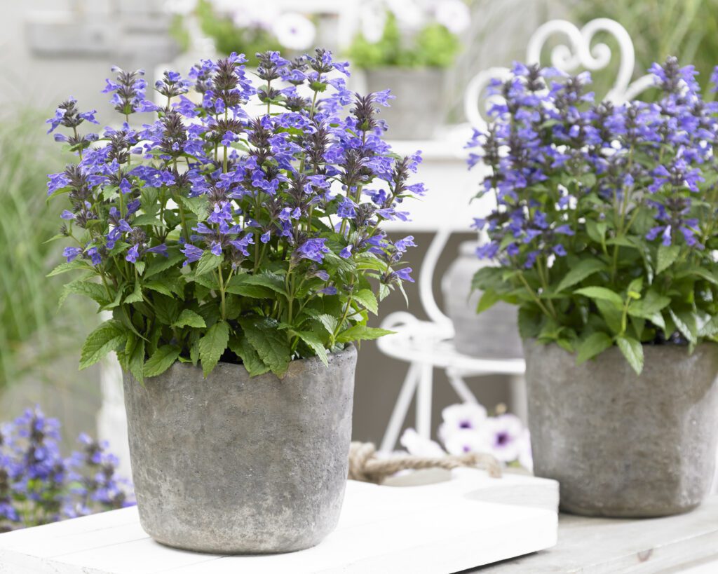 Nepeta ‘Neptune’ 2L 5023242370989