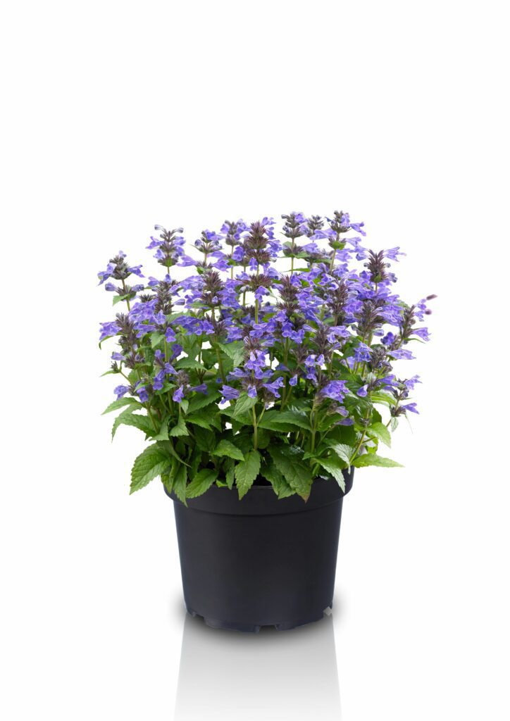 Nepeta ‘Neptune’ 2L 5023242370989