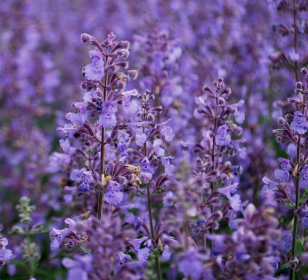 Nepeta racemosa ‘Walker’s Low’ 2L 5023242270388