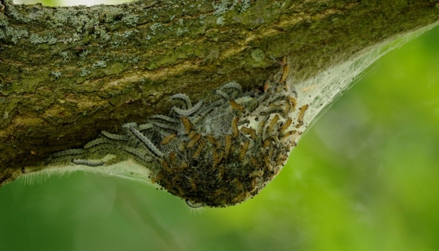 The Real and Serious Threat to Our Environment Biosecurity Q&A with Hossein Arshadi